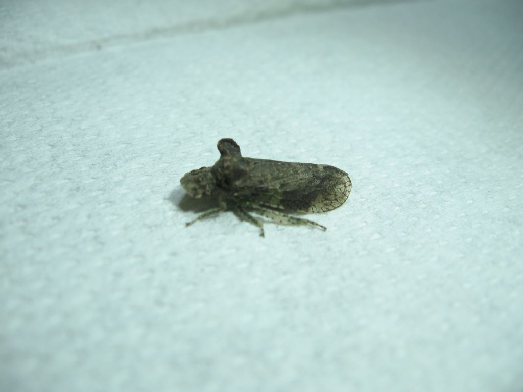 riconoscimento insetto: Ledra aurita (Cicadellidae)